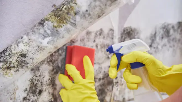 Gloved hands cleaning mold from a wall with a sponge and spray bottle