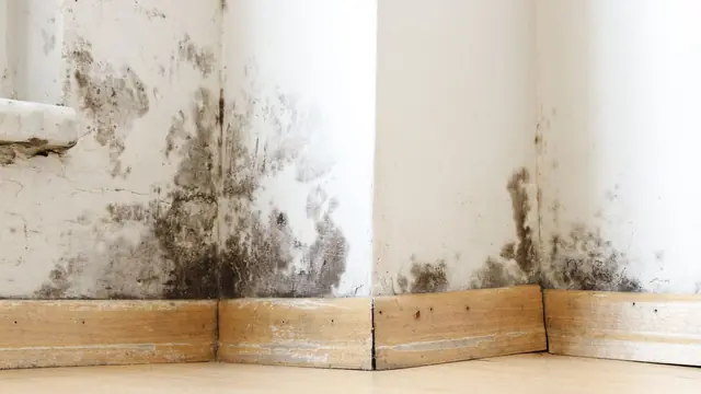 Dark mold growth along the base of a wall above wood baseboards